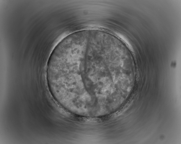 X0000101220899200807251109
