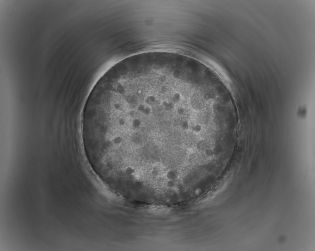X0000101220907200807251109