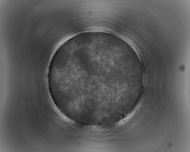 X0000101220995200807251107
