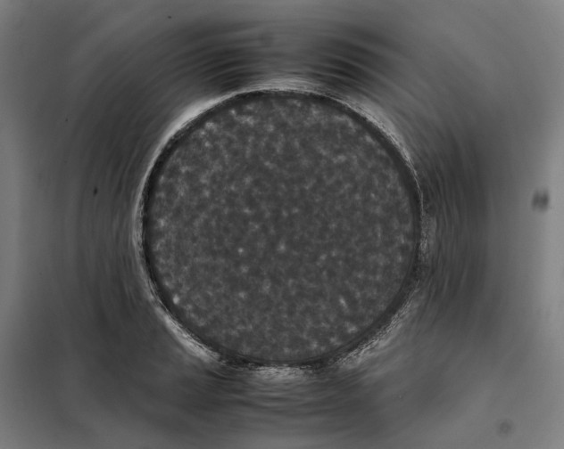 X0000101221037200807251107