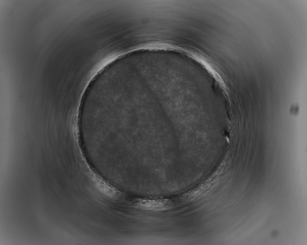X0000101221229200807251104