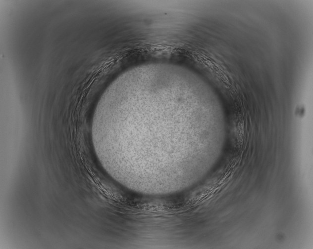 X0000101230769200806271510