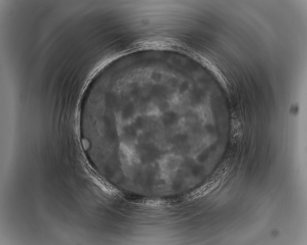 X0000101231035200806271506