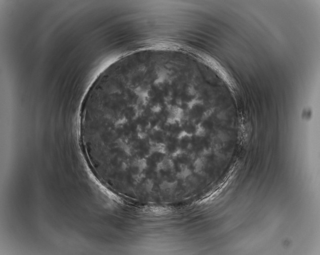 X0000101231095200806271505