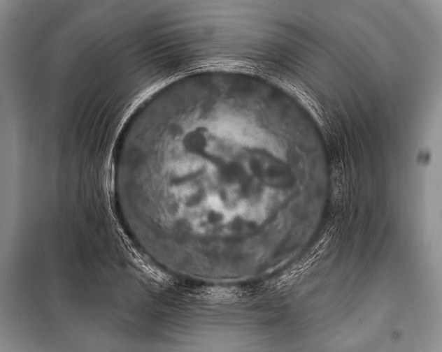 X0000101231125200806271505
