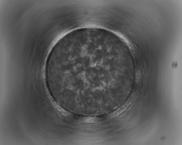 X0000101231279200806271503