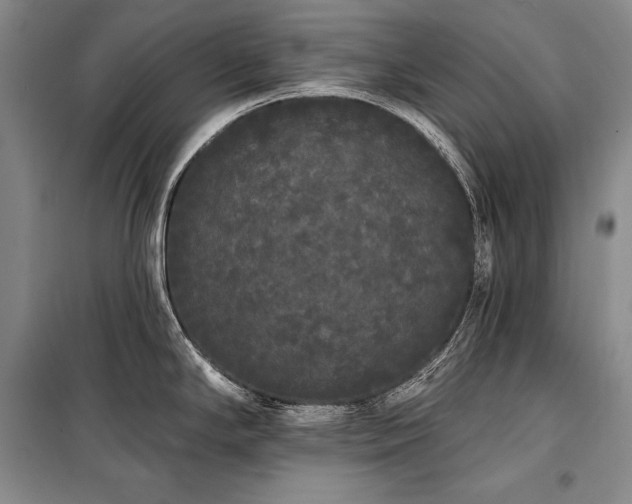 X0000101231294200806271502