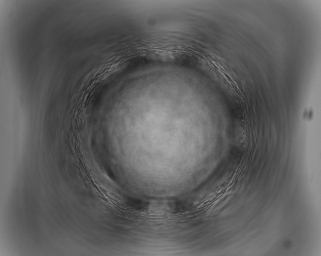 X0000101231297200806271501