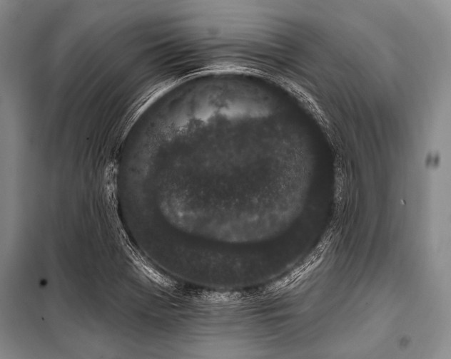 X0000101231369200806271501