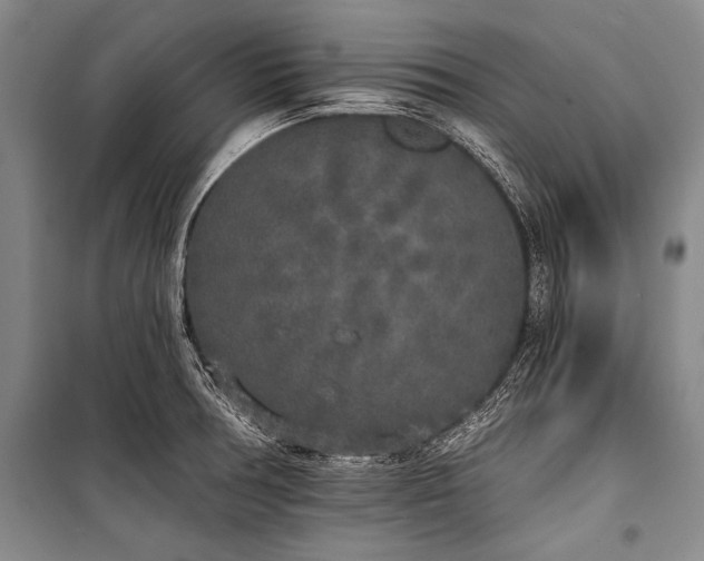 X0000101231378200806271501