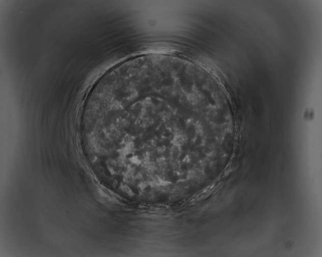 X0000101230337200807181608