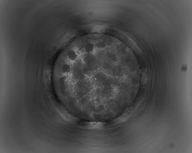 X0000101230363200807181608