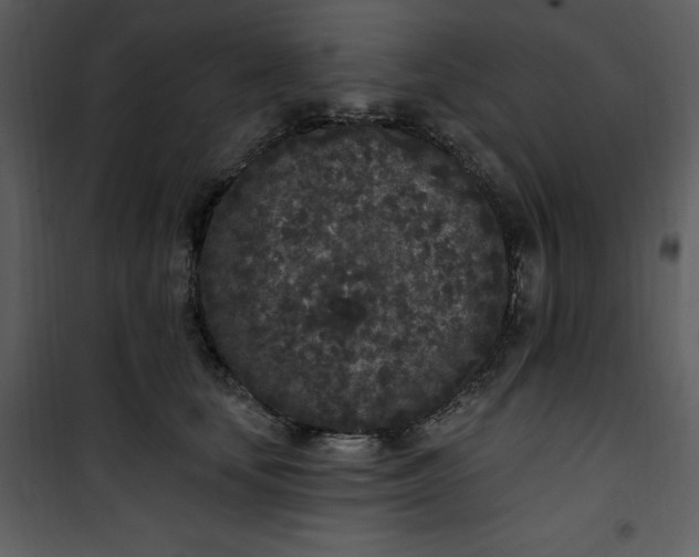 X0000101230659200807181604