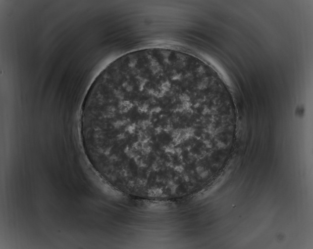 X0000101230899200807181600