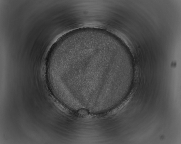 X0000101230923200807181559