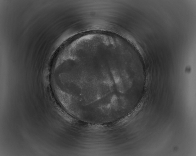 X0000101231019200807181558