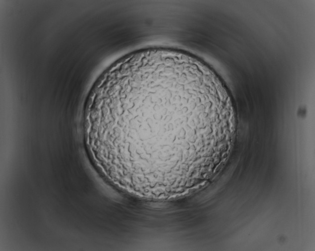 X0000101231295200807181554