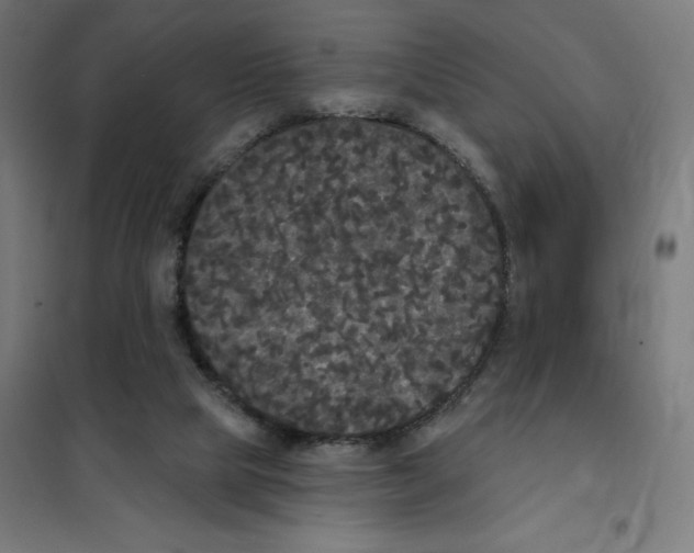 X0000101230065200807251144