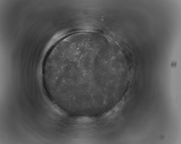 X0000101230198200807251142