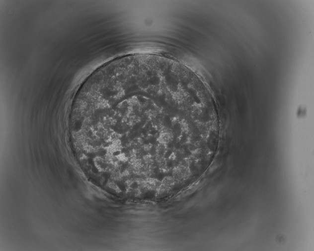 X0000101230337200807251139