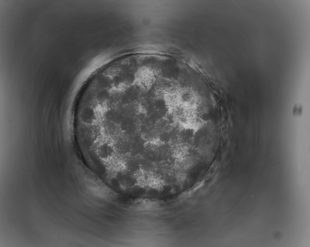 X0000101230343200807251139