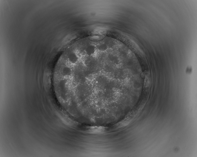 X0000101230363200807251139