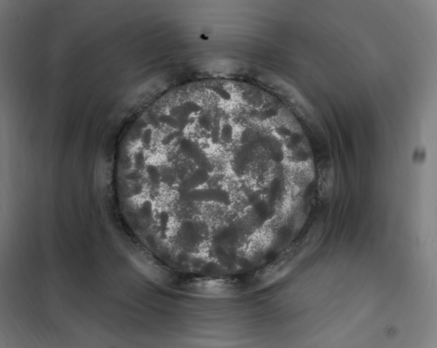 X0000101230365200807251139