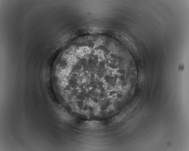 X0000101230367200807251139