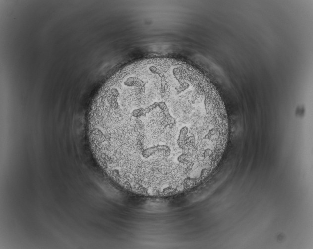 X0000101230369200807251139