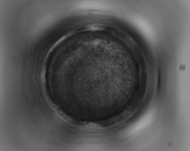 X0000101230387200807251139