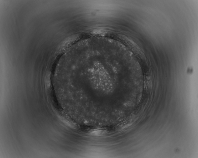 X0000101230504200807251137