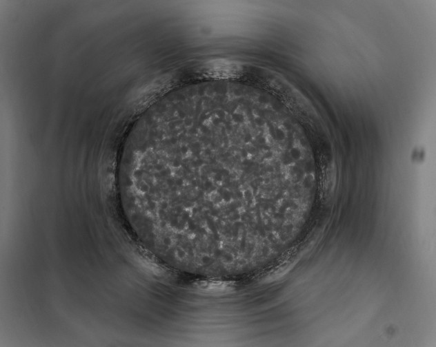 X0000101230553200807251136