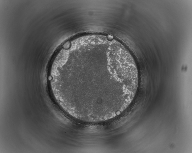 X0000101230584200807251136