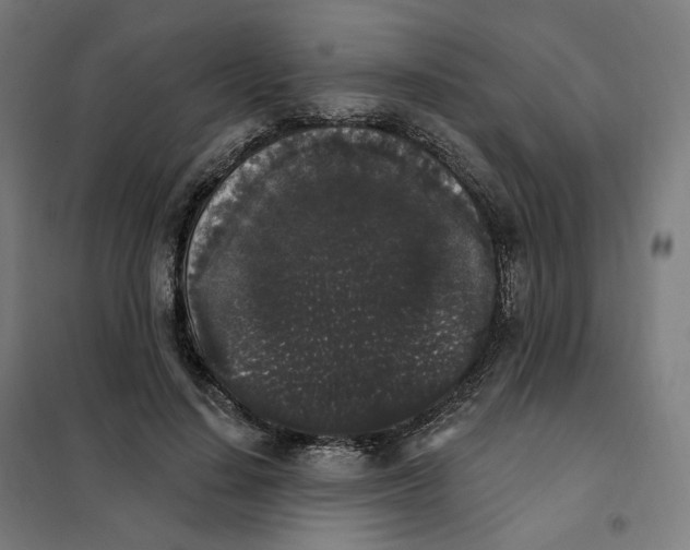X0000101230644200807251135