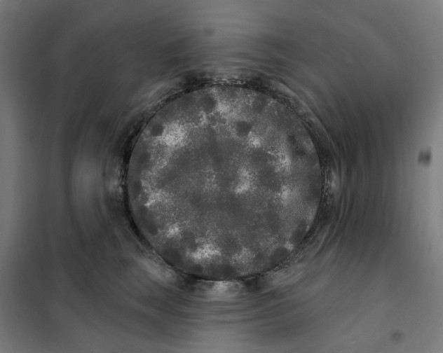 X0000101230663200807251135