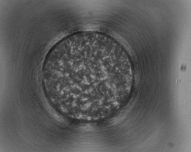 X0000101230721200807251133