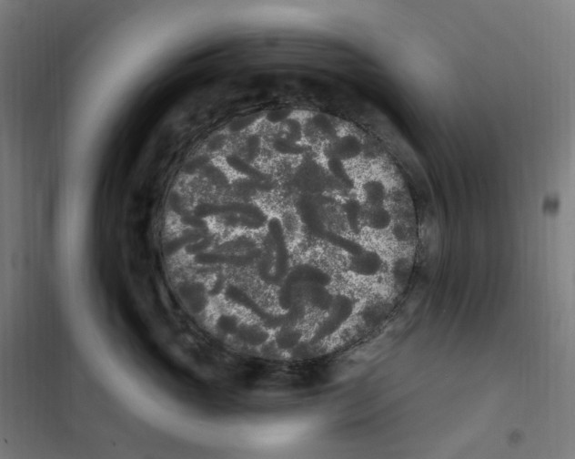 X0000101230765200807251134
