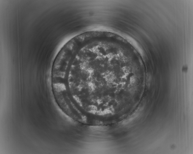 X0000101230863200807251133