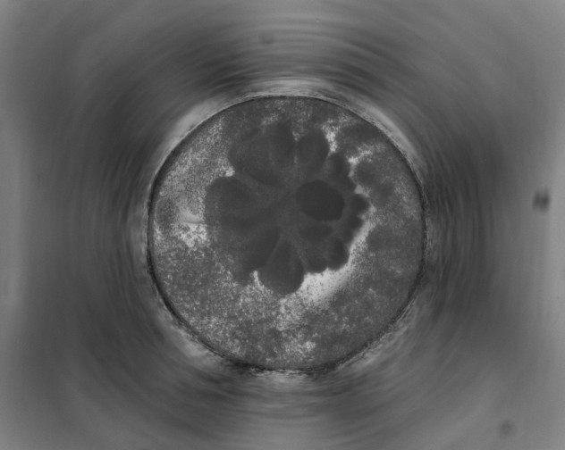X0000101230994200807251130