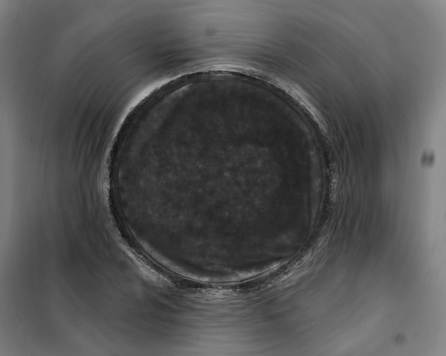 X0000101231024200807251129
