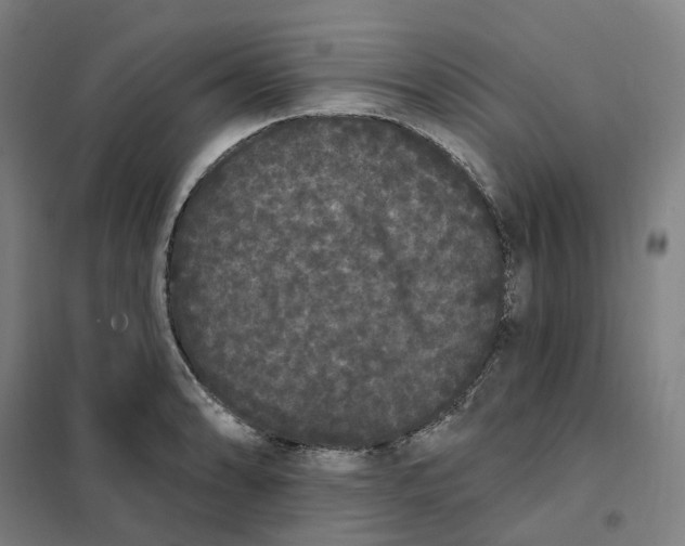 X0000101231086200807251128
