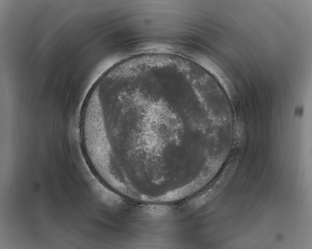 X0000101231090200807251128