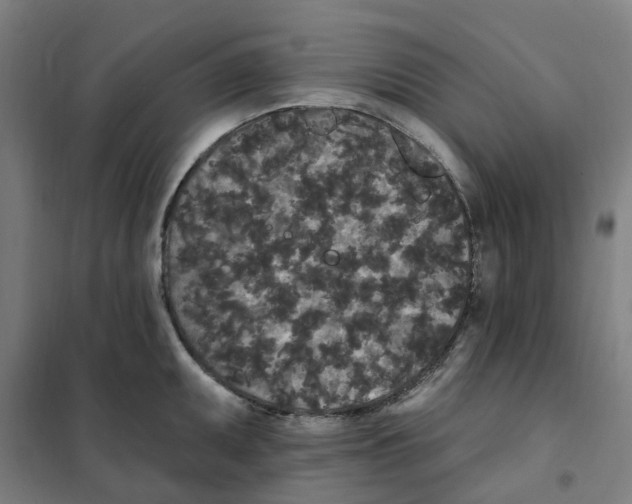 X0000101231095200807251128