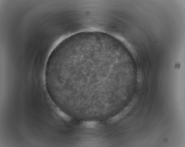 X0000101231278200807251126
