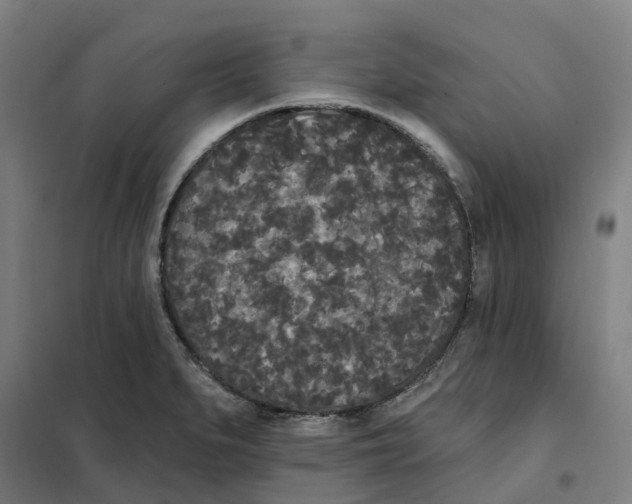 X0000101231279200807251126