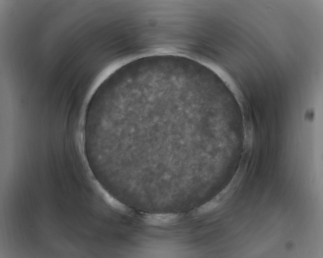 X0000101231294200807251125