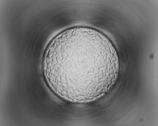 X0000101231295200807251125