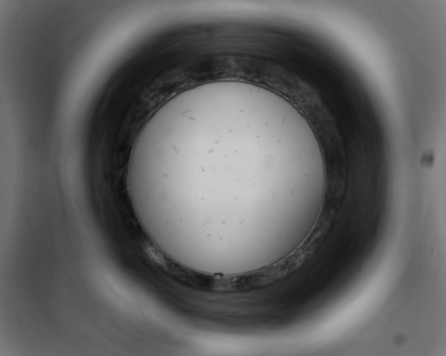 X0000101390766200807071005