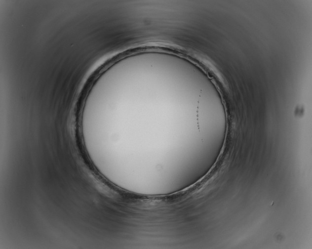 X0000101391024200807071000