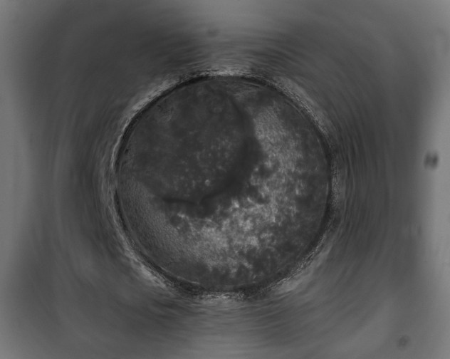 X0000101390721200807141132